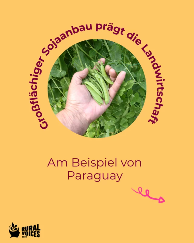 In Paraguay hat sich die Nutzung von Land in den letzten Jahrzehnten stark verändert. Große Flächen werden heute für den Export produziert, während kleinbäuerliche Landwirtschaft zurückgedrängt wird.

Dabei geht es nicht nur um Besitzverhältnisse, sondern um Nutzungskonzepte. Monokulturen sind auf Effizienz ausgelegt, während kleinbäuerliche Systeme oft stärker an lokale Bedürfnisse angepasst sind.

Diese unterschiedlichen Ansätze führen zu Spannungen – besonders dort, wo beide Formen auf engem Raum aufeinandertreffen. Land ist nicht neutral: Seine Nutzung entscheidet darüber, wer davon profitieren kann.

#RuralVoices2030 #euDEARprogramme #Menschenrechte #Bodenschutz #Landrechte #Umweltgerechtigkeit